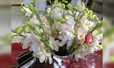 Орхидея Oakom TZ 09